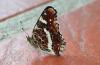 230538 – Photo : alain Roujas – France (31)